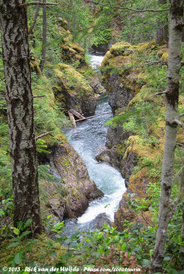 Forest stream on Vancouver Island