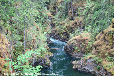 Forest stream on Vancouver Island