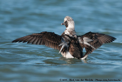 Long-Tailed DuckClangula hyemalis