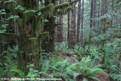 Coastal Rainforest