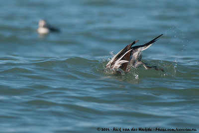 Long-Tailed DuckClangula hyemalis