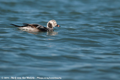 Long-Tailed DuckClangula hyemalis