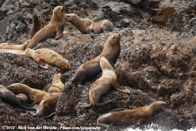 Steller's Sea-LionEumetopias jubatus