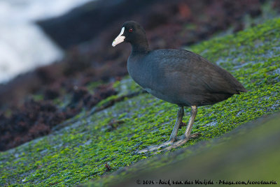 Eurasian CootFulica atra atra