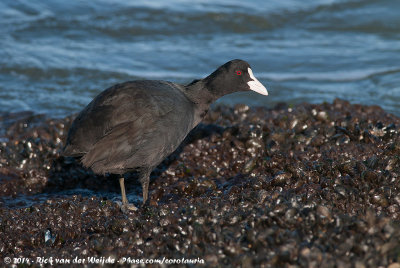 Eurasian CootFulica atra atra