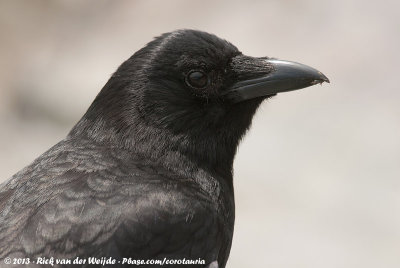 Northwestern CrowCorvus brachyrhynchos caurinus