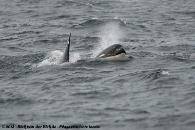 Killer WhaleOrcinus orca