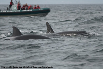 Killer WhaleOrcinus orca