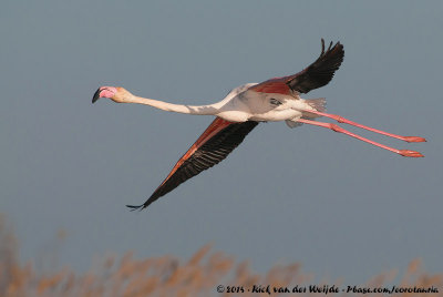 Greater FlamingoPhoenicopterus roseus