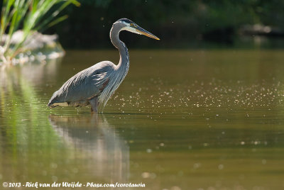 Great Blue Heron  (Amerikaanse Blauwe Reiger)