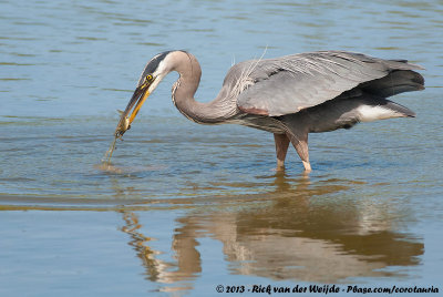 Great Blue HeronArdea herodias fannini