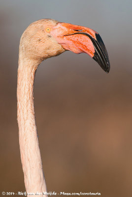 Greater FlamingoPhoenicopterus roseus