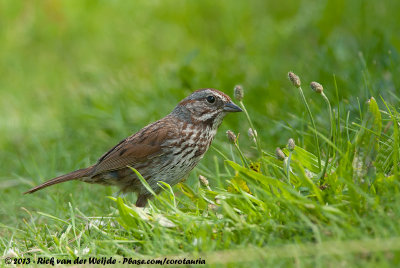 Song Sparrow  (Zanggors)