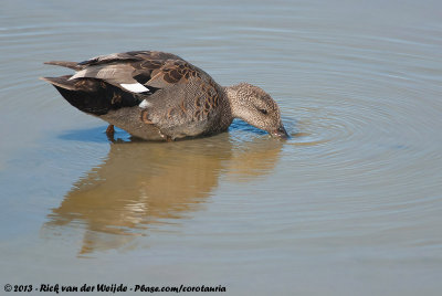 Gadwall  (Krakeend)