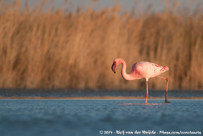 Lesser Flamingo  (Kleine Flamingo)