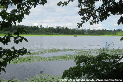 Burnaby Lake with downtown Vancouver in the background