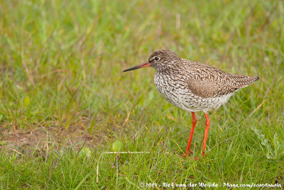 Common RedshankTringa totanus totanus