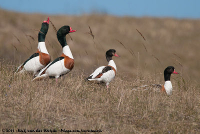 Common ShelduckTadorna tadorna