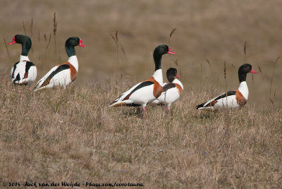 Common ShelduckTadorna tadorna