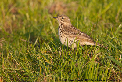 Meadow PipitAnthus pratensis