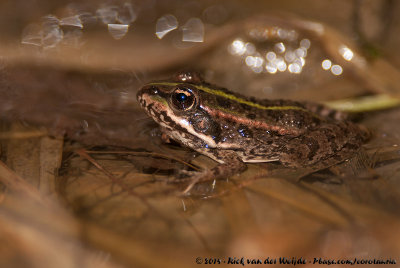 Perez Water Frog<br><i>Pelophylax perezi</i>