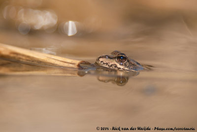 Perez's Water Frog  (Iberische Meerkikker)