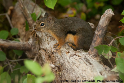 Douglas' Squirrel  (Douglaseekhoorn)