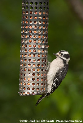 Downy WoodpeckerPicoides pubescens gairdnerii