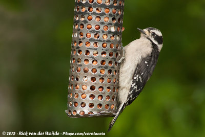 Downy WoodpeckerPicoides pubescens gairdnerii