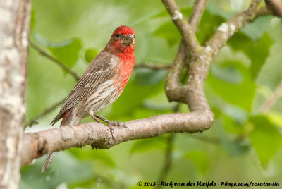 House Finch  (Mexicaanse Roodmus)