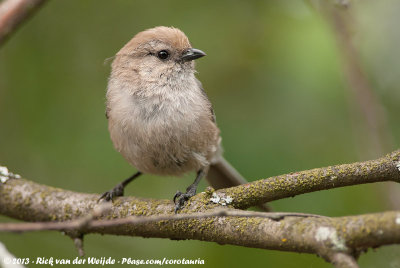 American Bushtit  (Struikmees)