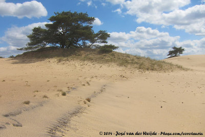 Kale Duinen