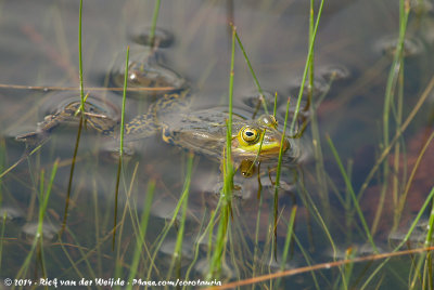 Pool FrogPelophylax lessonae