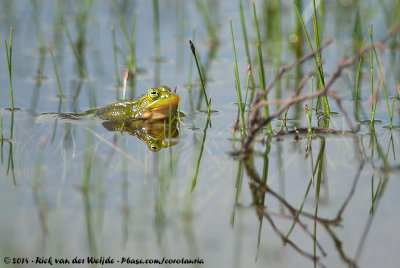 Pool Frog  (Poelkikker)