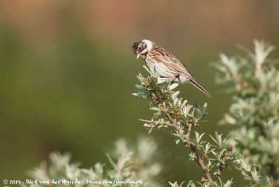 Common Reed BuntingEmberiza schoeniclus schoeniclus