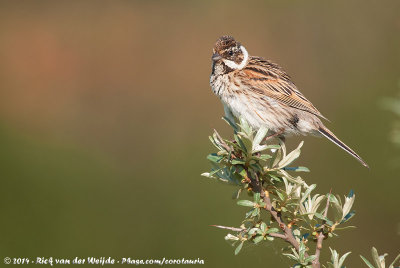 Common Reed BuntingEmberiza schoeniclus schoeniclus