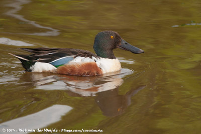 Northern ShovelerSpatula clypeata