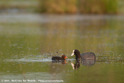 Eurasian CootFulica atra atra