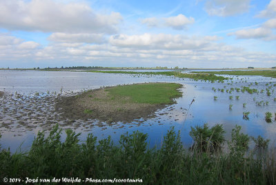 The wetlands of the Esumakeech