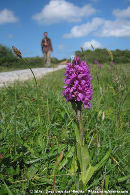 Marsh Orchid  (Rietorchis)