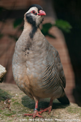 Arabian Patridge  (Arabische Steenpatrijs)