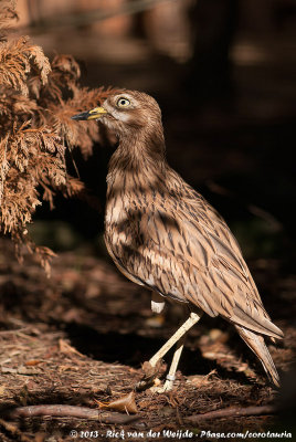 Eurasian Stone-Curlew  (Griel)