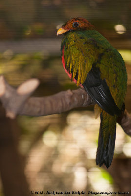 Golden-Headed QuetzalPharomachrus auriceps