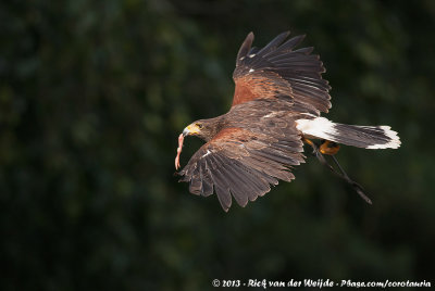 Harris's HawkParabuteo unicinctus ssp.