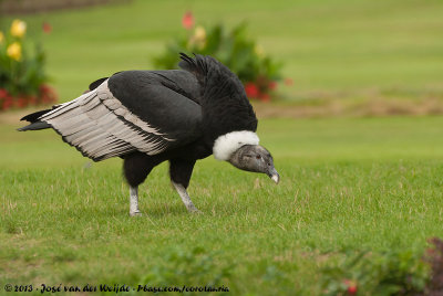 Andean CondorVultur gryphus