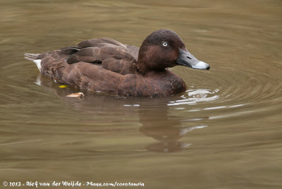 White-Eyed Duck  (Australische Witoogeend)