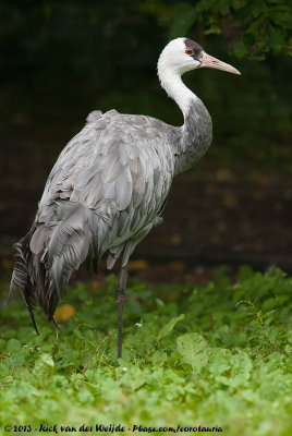 Monnikskraanvogel / Hooded Crane