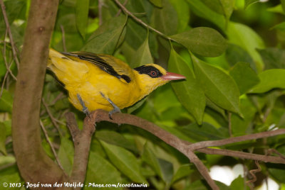 Black-Naped OrioleOriolus chinensis diffusus