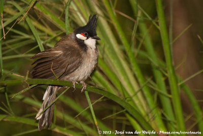 Red-Whiskered Bulbul  (Roodoorbuulbuul)