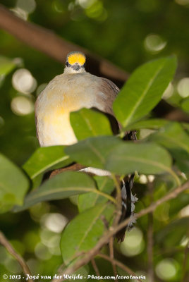 Sulawesi Ground-Dove  (Sulawesipatrijsduif)